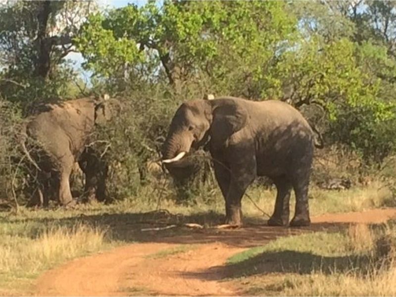 A photograph showing elephants in a natural bushveld environment, not depicting any residential property infrastructure or building features.