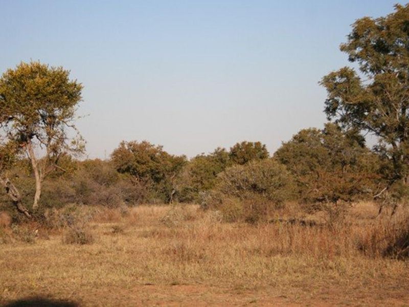 A view of the natural, undeveloped residential land featuring native trees and dry grass, suitable for future development.