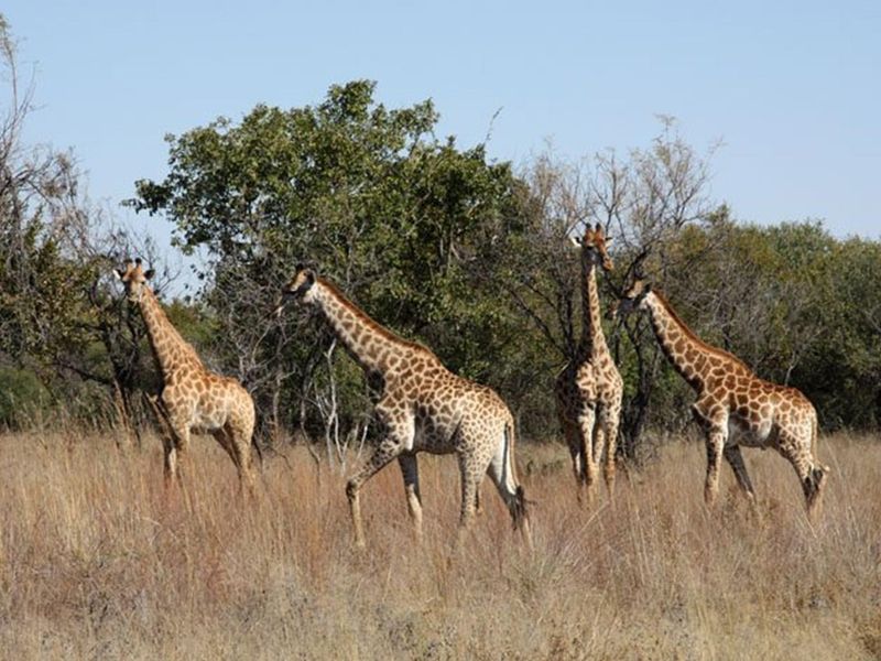 A view of giraffes in a natural bushveld landscape, showcasing the undeveloped terrain of the property.