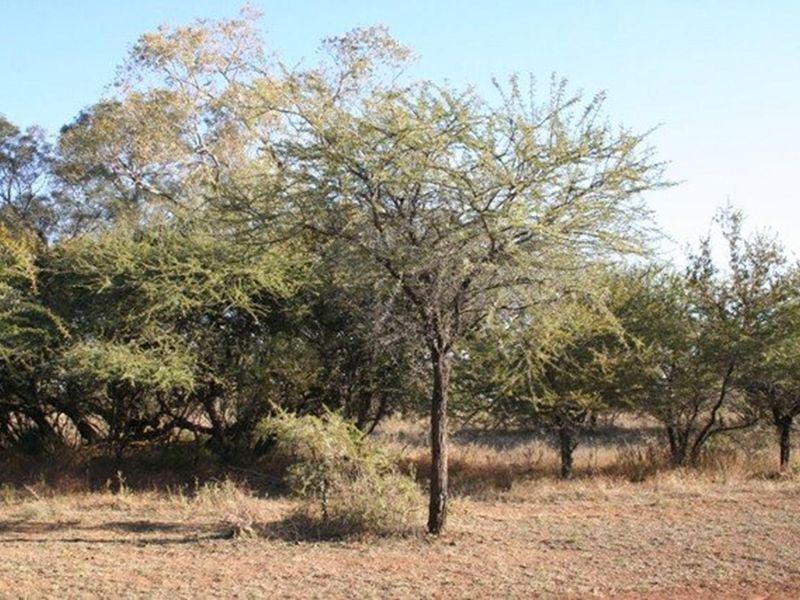 A view of the vacant residential land featuring established native trees and natural ground cover.
