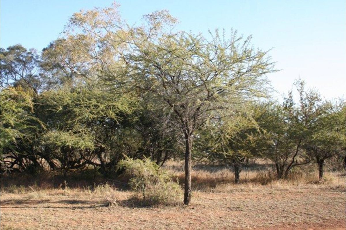 A view of the vacant residential land featuring established native trees and natural ground cover.
