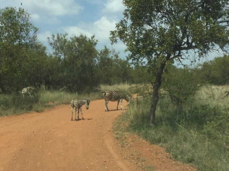 A view of a dirt road passing through natural bushveld vegetation on a vacant residential property.