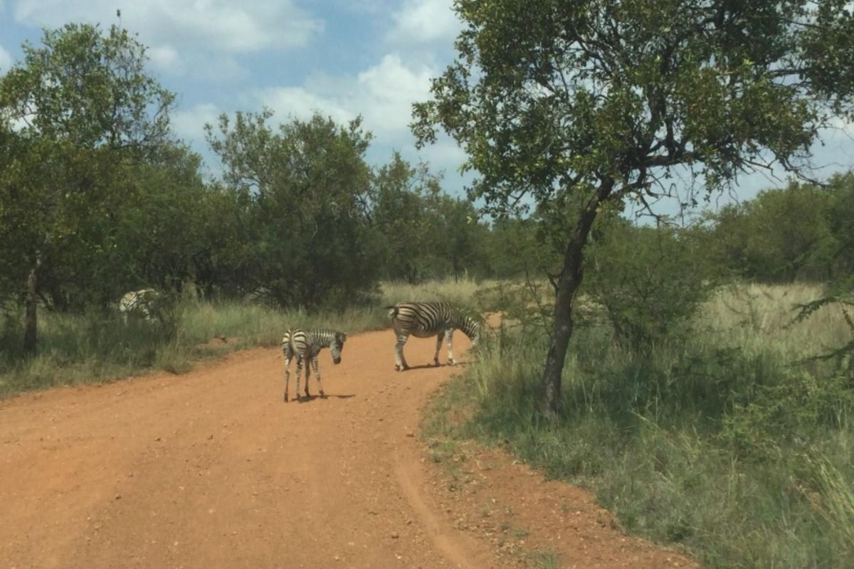 A view of a dirt road passing through natural bushveld vegetation on a vacant residential property.