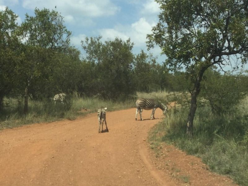 A view of a dirt road passing through natural bushveld vegetation on the vacant residential property.