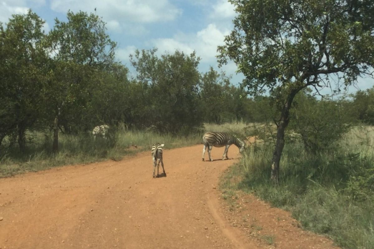 A view of a dirt road passing through natural bushveld vegetation on the vacant residential property.