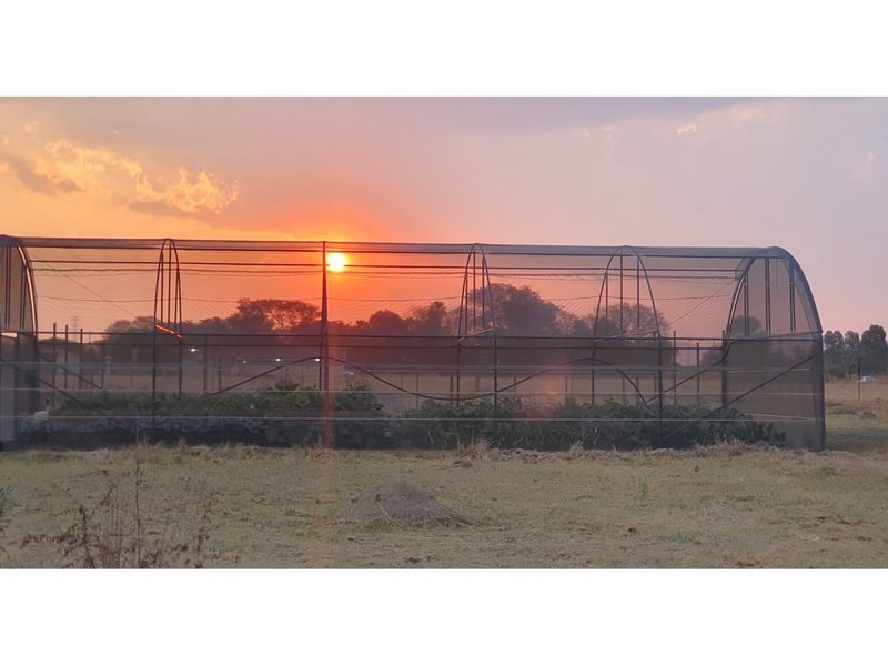 A large agricultural tunnel or greenhouse structure situated on the farm property, captured during sunset.