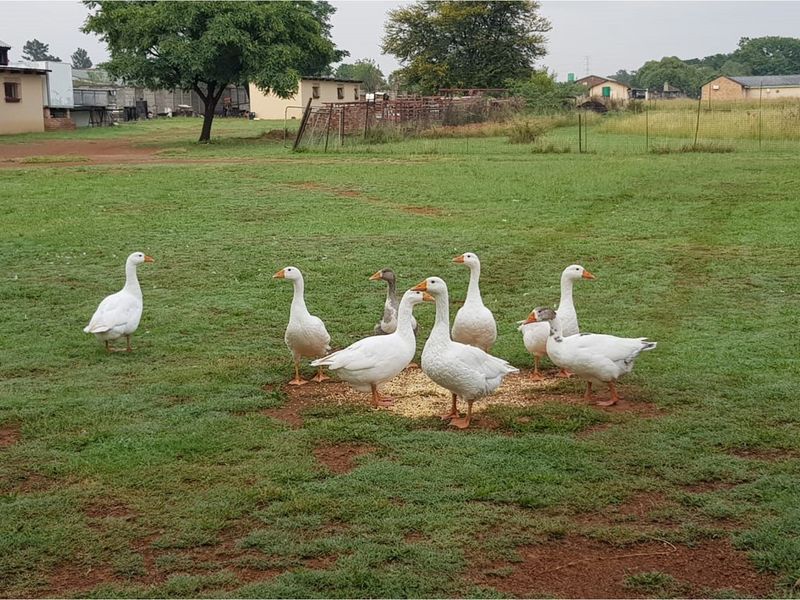 A view of the open farm grounds featuring grassy paddocks and surrounding outbuildings.