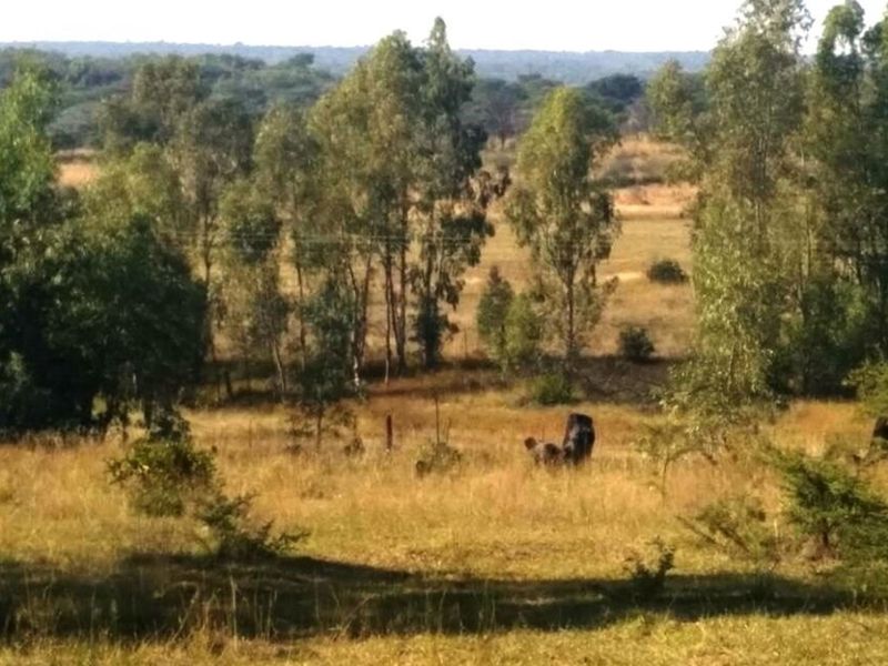 Rustic 74 ha Cattle Farm with 4 Houses - Photo 4