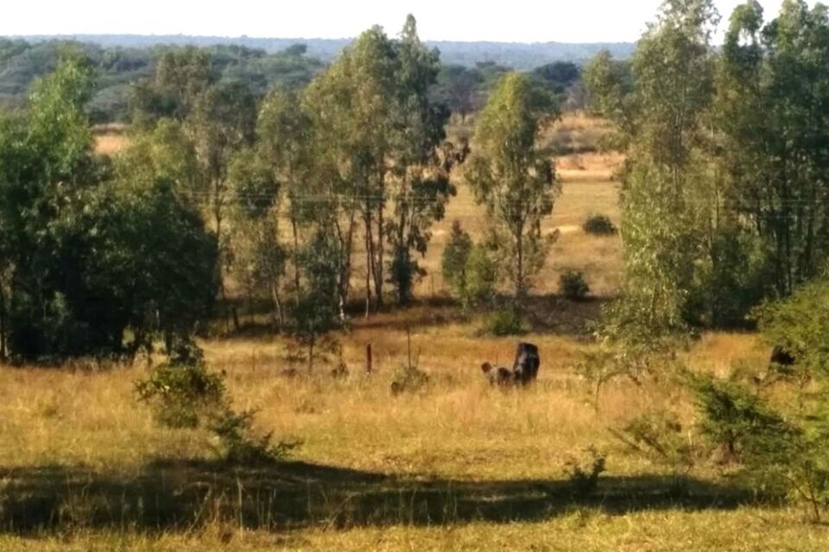 Rustic 74 ha Cattle Farm with 4 Houses - Photo 4