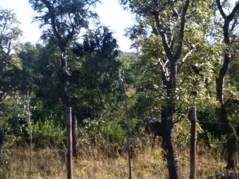 Rustic 74 ha Cattle Farm with 4 Houses - Photo 2