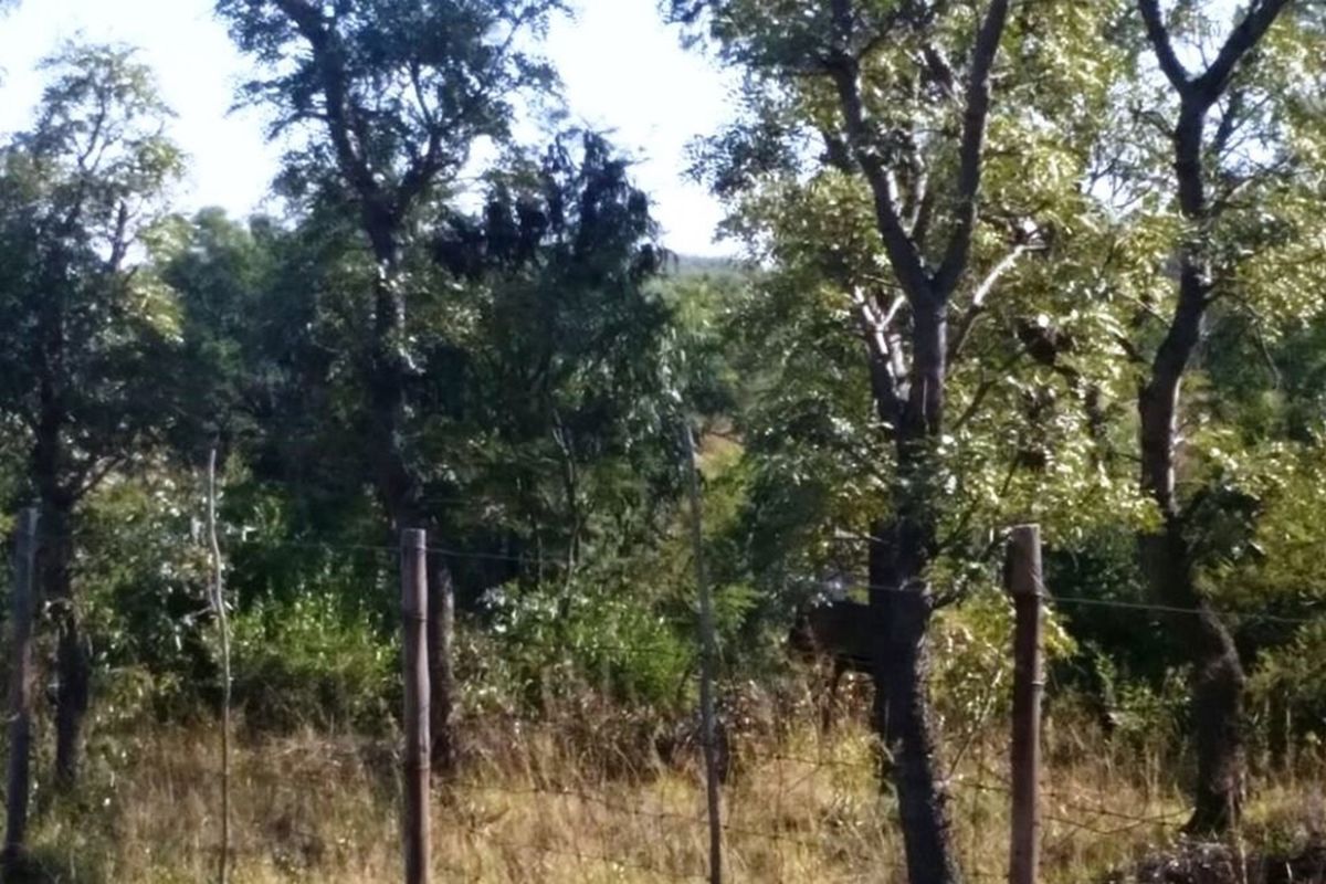 Rustic 74 ha Cattle Farm with 4 Houses - Photo 2