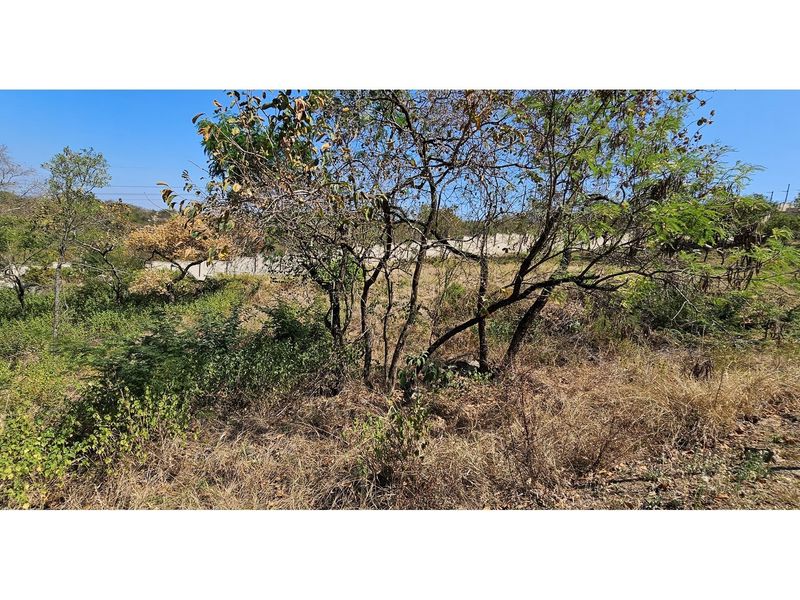A view of a vacant residential plot featuring natural vegetation, mature trees, and a perimeter boundary wall.