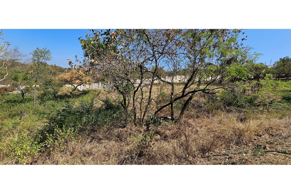 A view of a vacant residential plot featuring natural vegetation, mature trees, and a perimeter boundary wall.