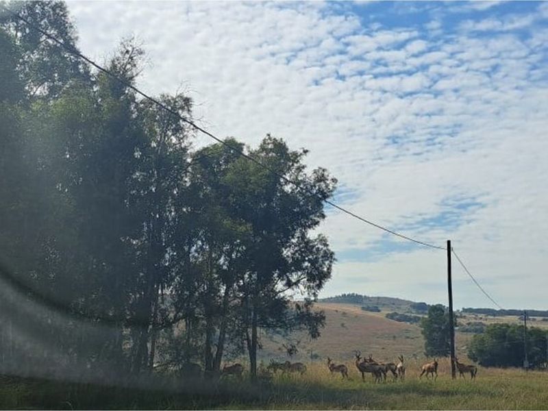 Vacant Land in Exclusive Letamo Game Farm - Cradle of Humankind - Photo 5