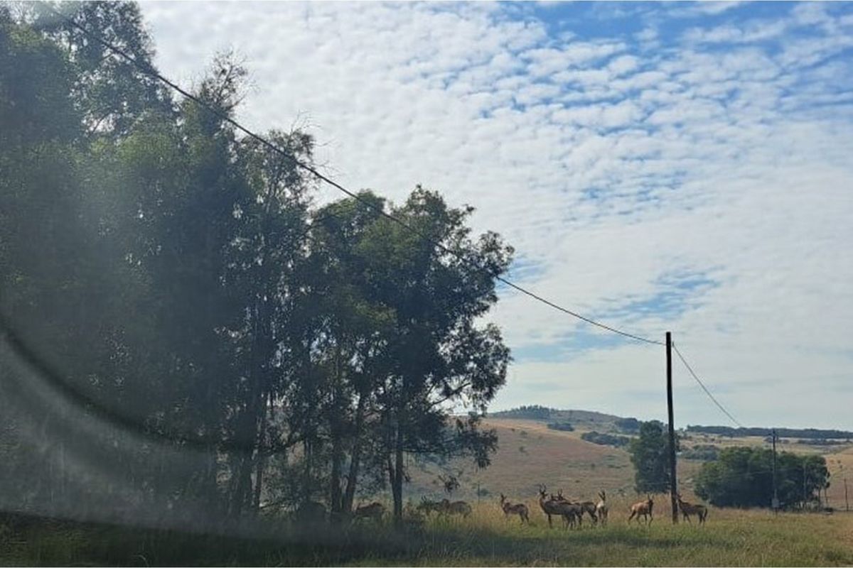 Vacant Land in Exclusive Letamo Game Farm - Cradle of Humankind - Photo 5