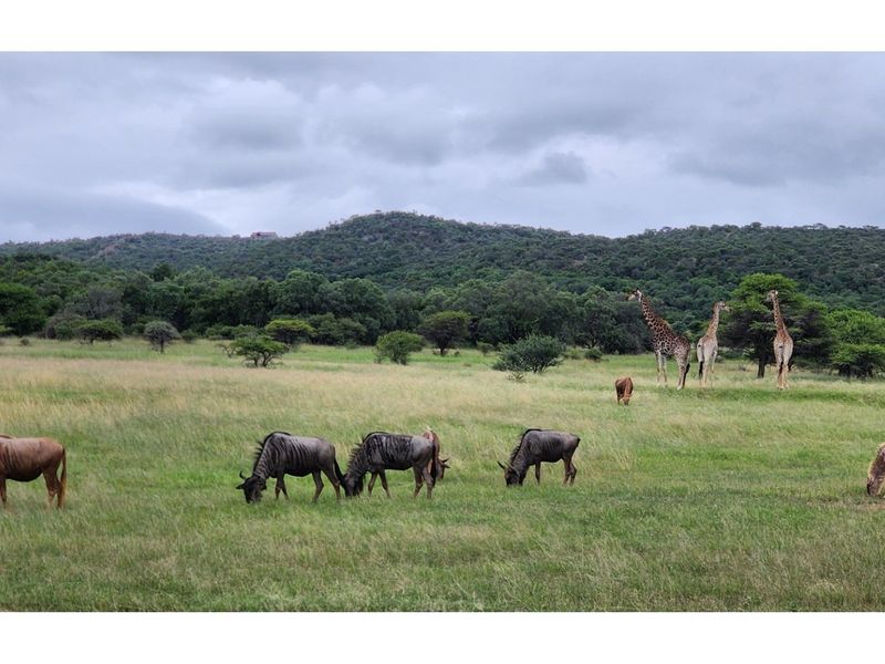 Intaba-Indle Wilderness Estate - Your dream home stand bordering seasonal stream and near Dam - Photo 2
