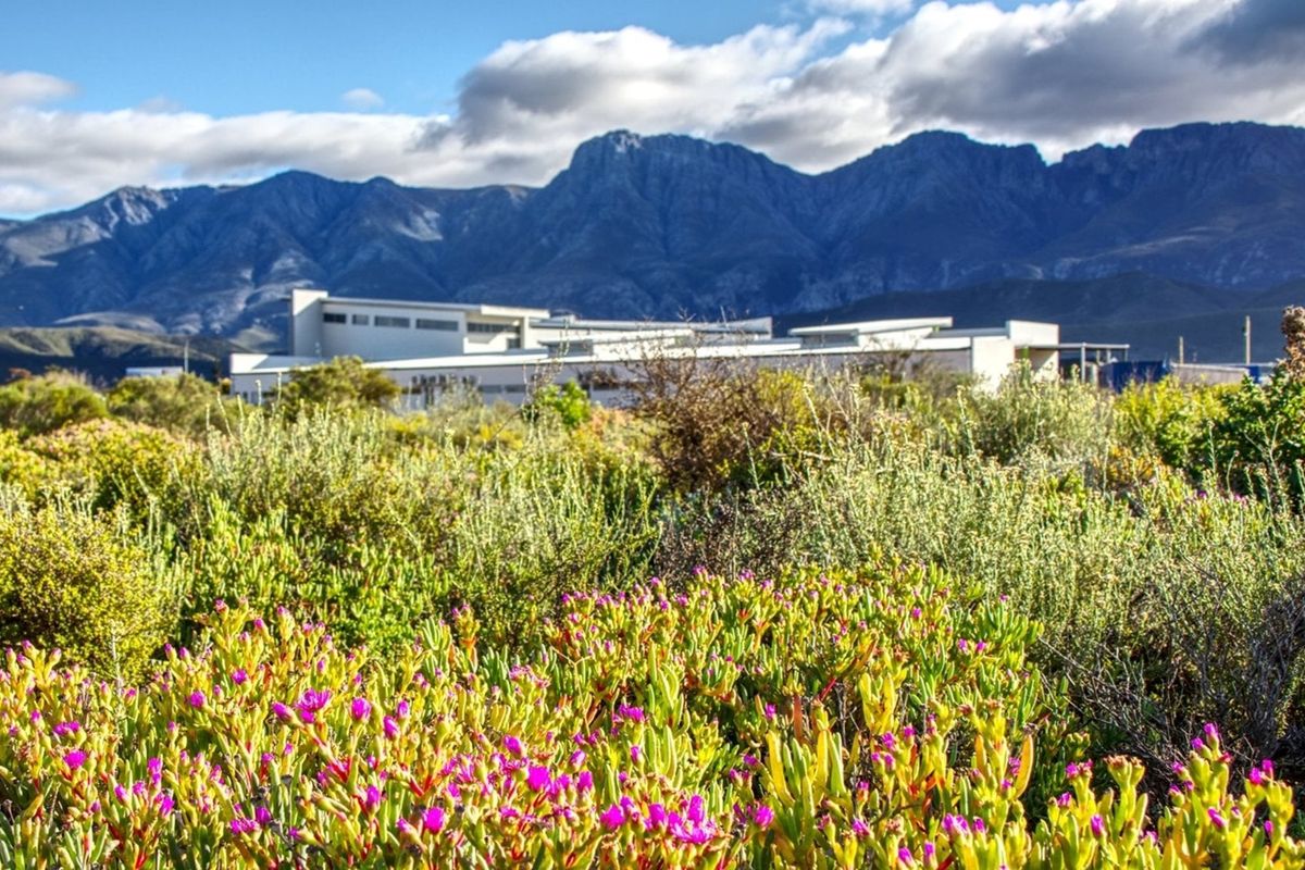 A scenic view of the surrounding landscape featuring indigenous flora in the foreground and a prominent mountain range in the background.