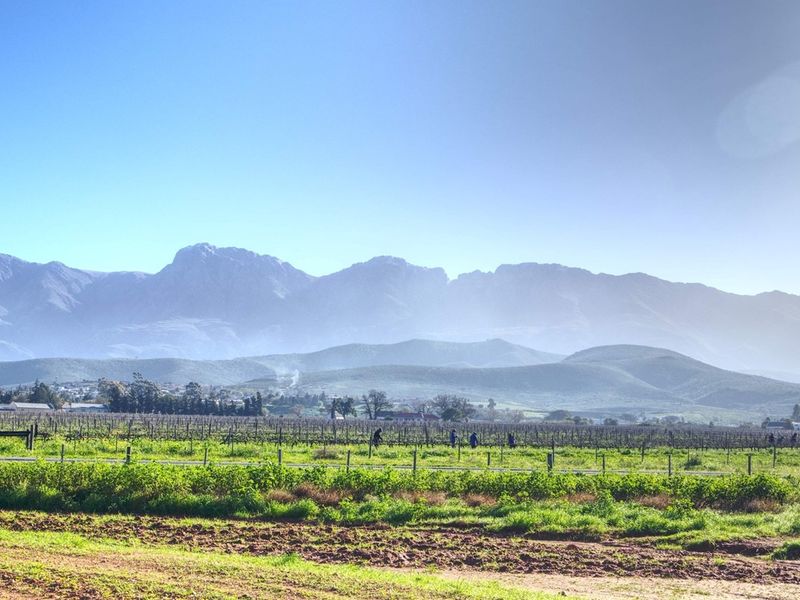 A scenic view of open agricultural land and vineyards with a prominent mountain range in the background under a clear sky.