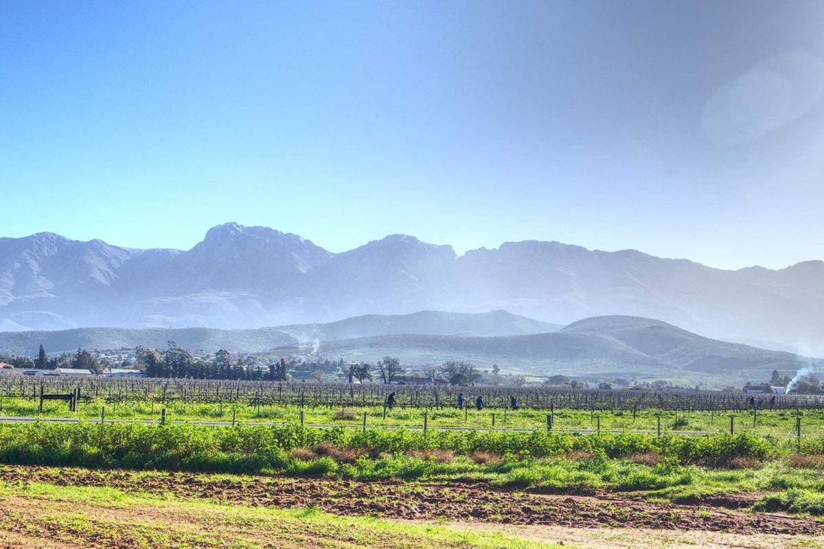 A scenic view of open agricultural land and vineyards with a prominent mountain range in the background under a clear sky.