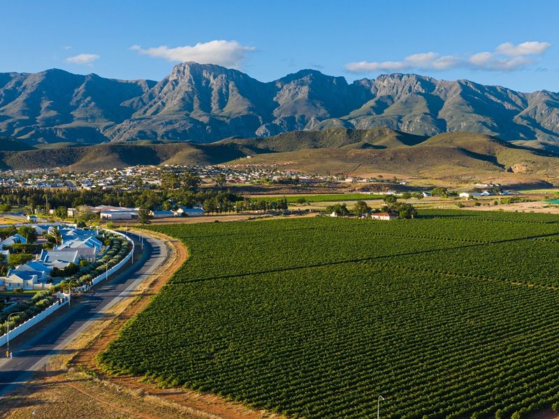 Aerial view of a large agricultural vineyard plot adjacent to a residential area with scenic mountain views in the background.