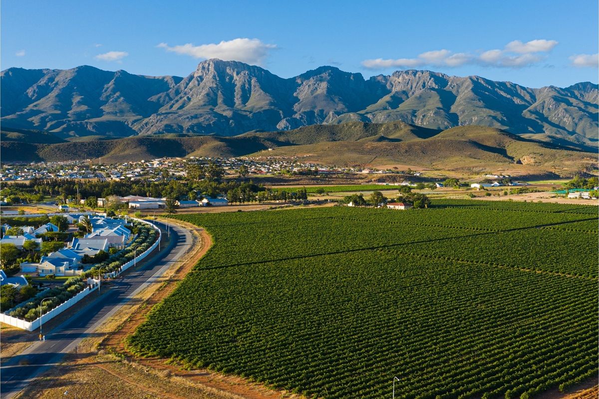 Aerial view of a large agricultural vineyard plot adjacent to a residential area with scenic mountain views in the background.