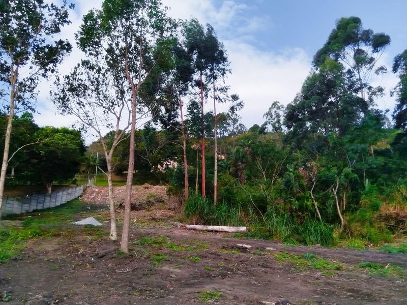 A view of a vacant residential plot featuring mature trees, natural vegetation, and a partial concrete boundary wall.