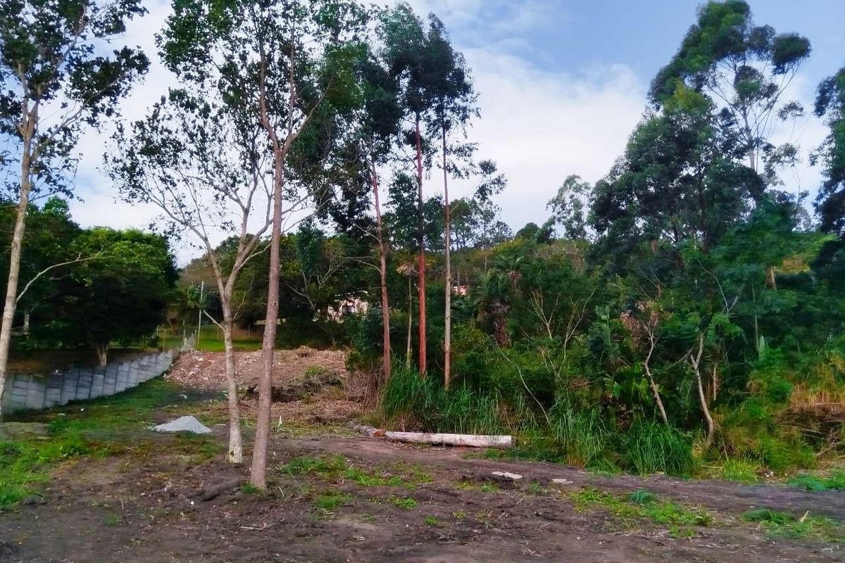 A view of a vacant residential plot featuring mature trees, natural vegetation, and a partial concrete boundary wall.