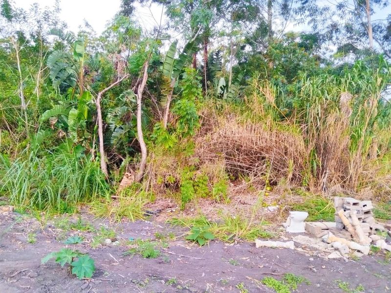 A view of a vacant residential plot featuring dense, overgrown vegetation and scattered construction debris.