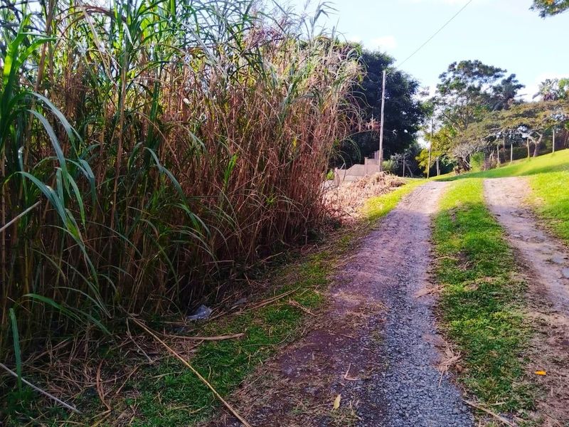 A view of a vacant residential plot featuring an unpaved access path bordered by dense, overgrown vegetation and mature trees.