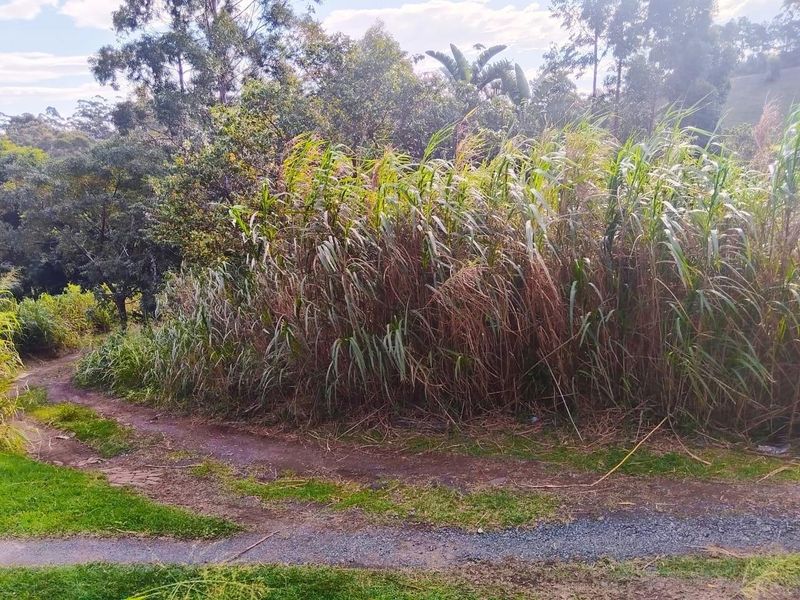 A view of the vacant residential land featuring natural vegetation, tall grasses, and a dirt pathway leading through the property.