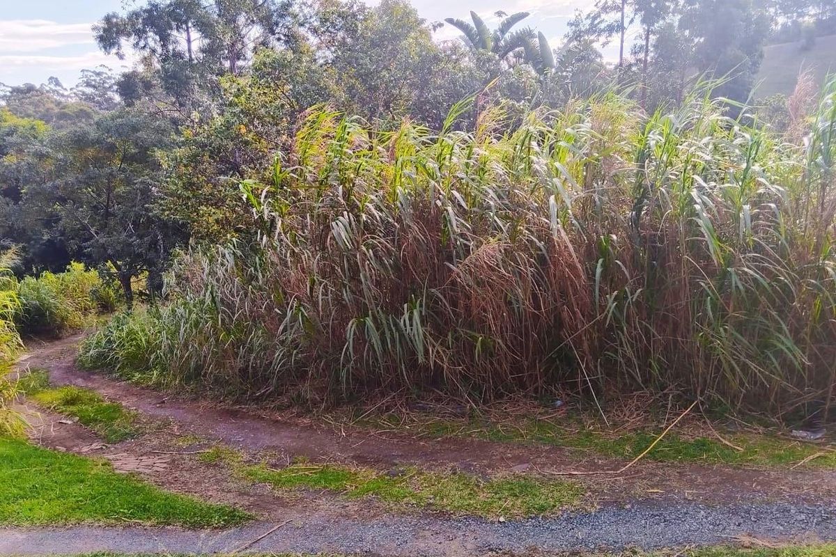 A view of the vacant residential land featuring natural vegetation, tall grasses, and a dirt pathway leading through the property.