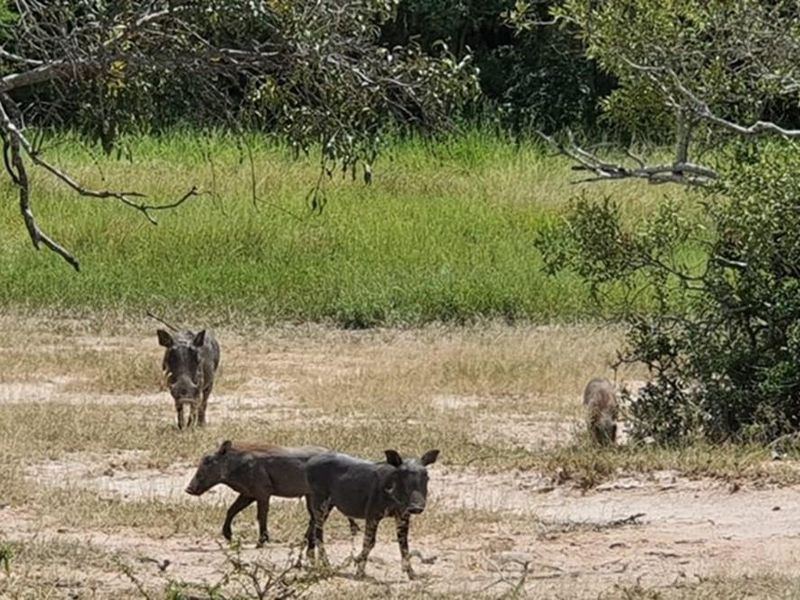 Vacant Land For Sale in Moditlo Nature Reserve, Hoedspruit - Photo 7