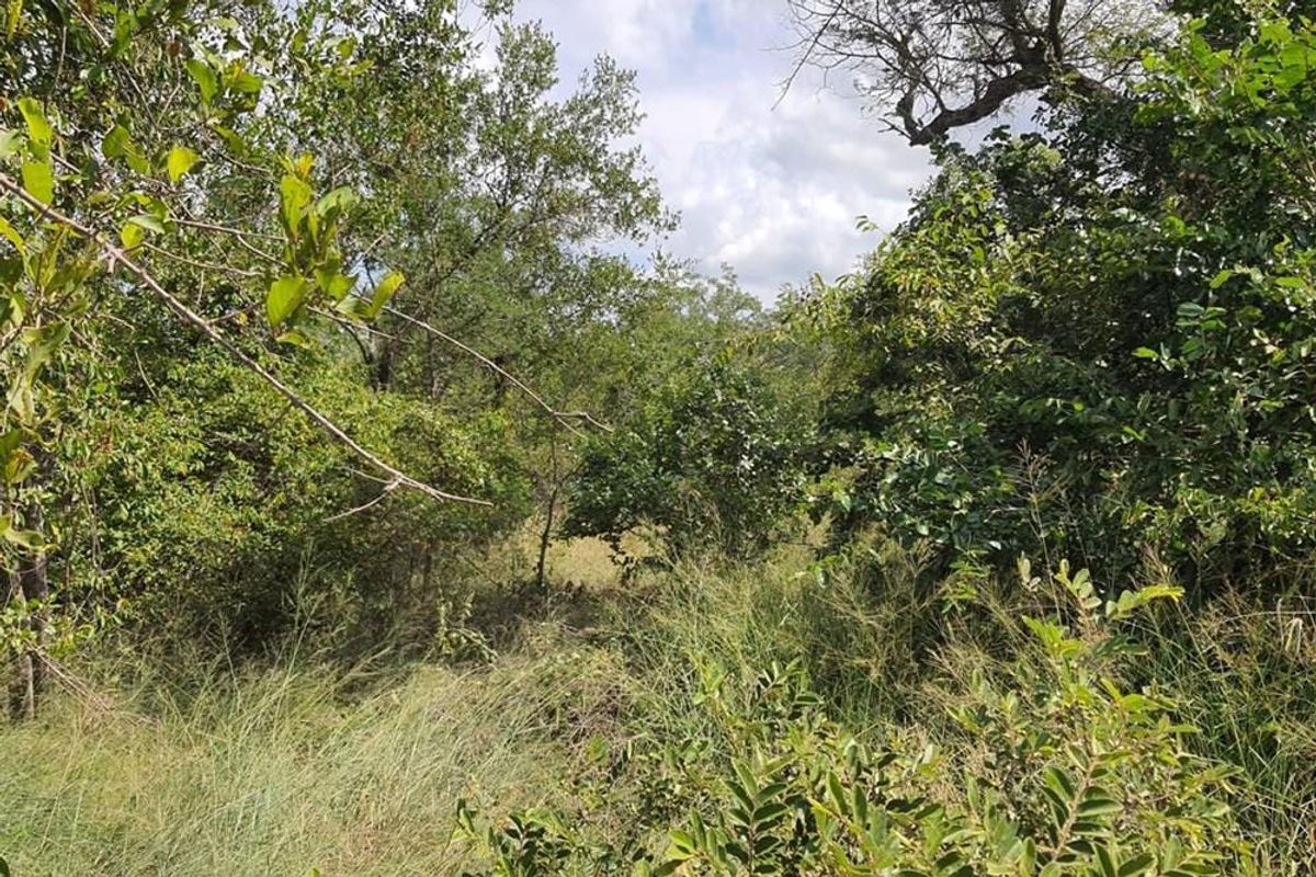 Vacant Land For Sale in Moditlo Nature Reserve, Hoedspruit - Photo 5
