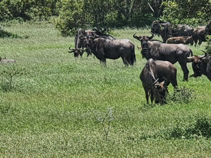 A view of a grassy field with trees, currently occupied by wildlife.
