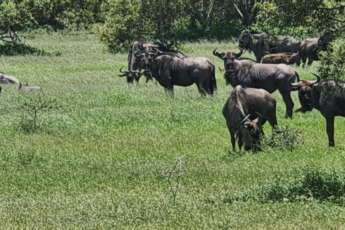 A view of a grassy field with trees, currently occupied by wildlife.