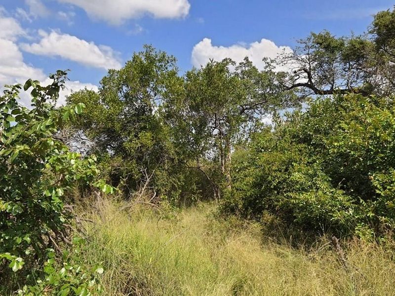 A view of the vacant residential land featuring dense native vegetation and mature trees, showcasing the natural landscape of the property.