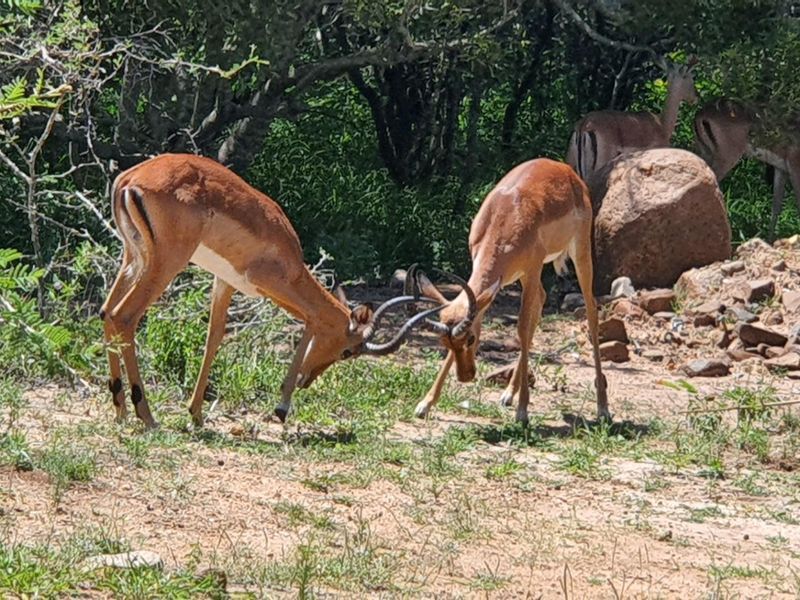 A natural landscape view featuring impala in a wooded, rocky outdoor setting on the property.