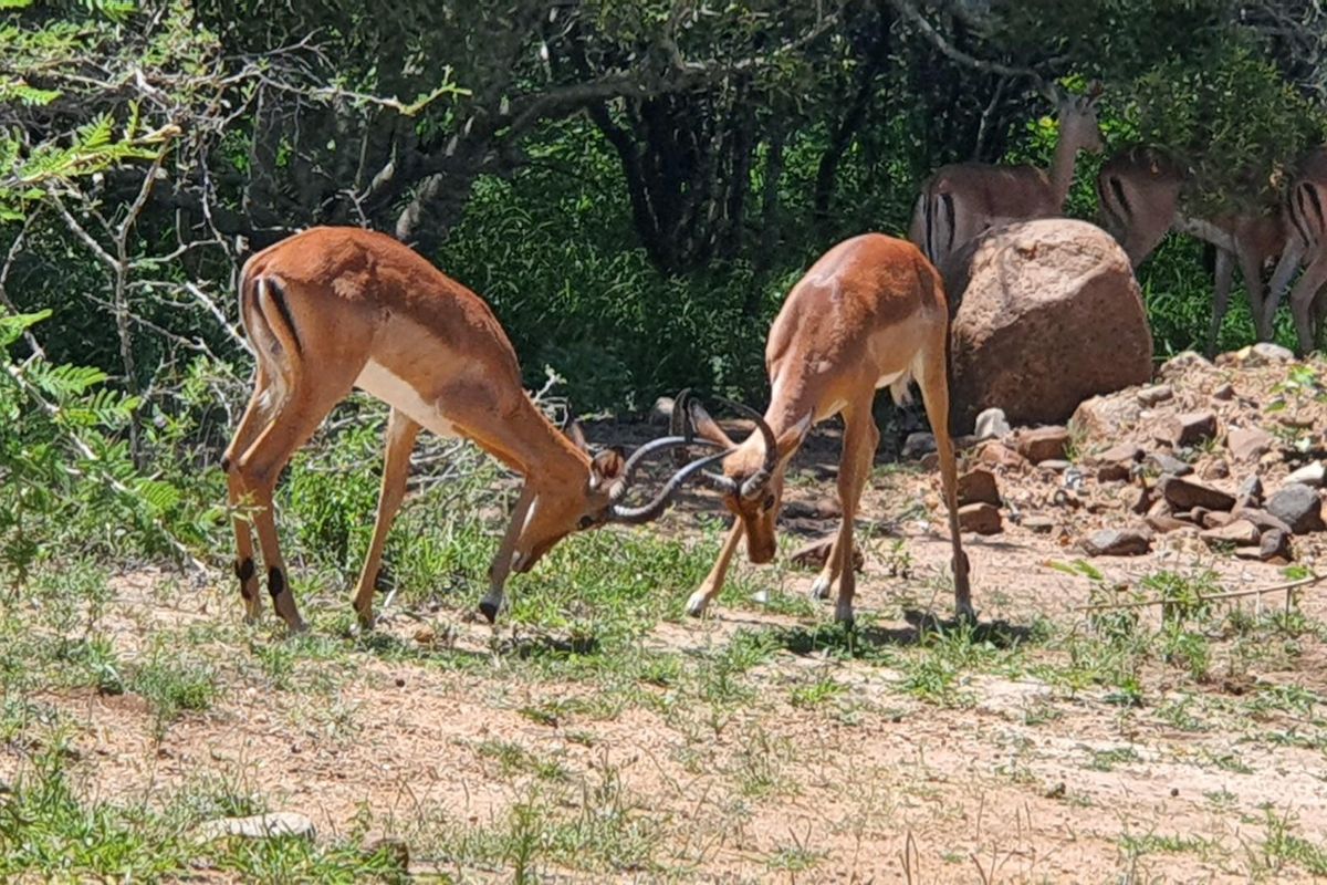 A natural landscape view featuring impala in a wooded, rocky outdoor setting on the property.