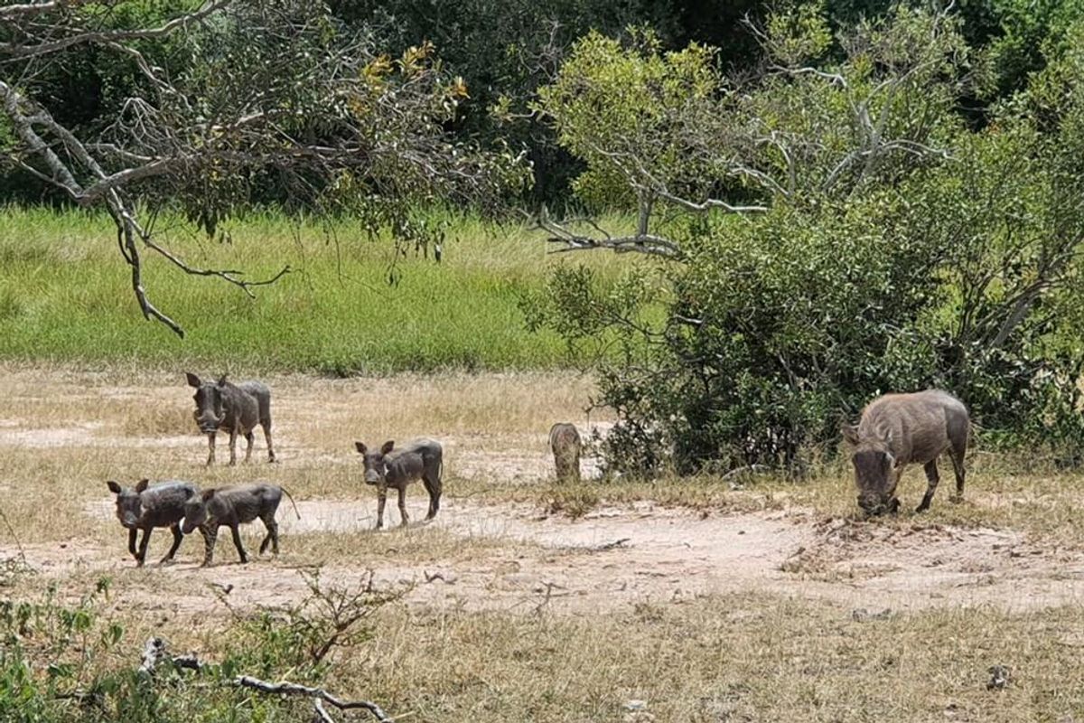 A view of the natural landscape and vegetation on the vacant residential land.
