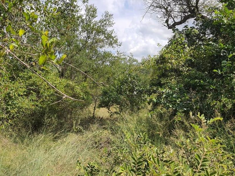 A view of the vacant residential land featuring dense native vegetation and mature trees throughout the plot.