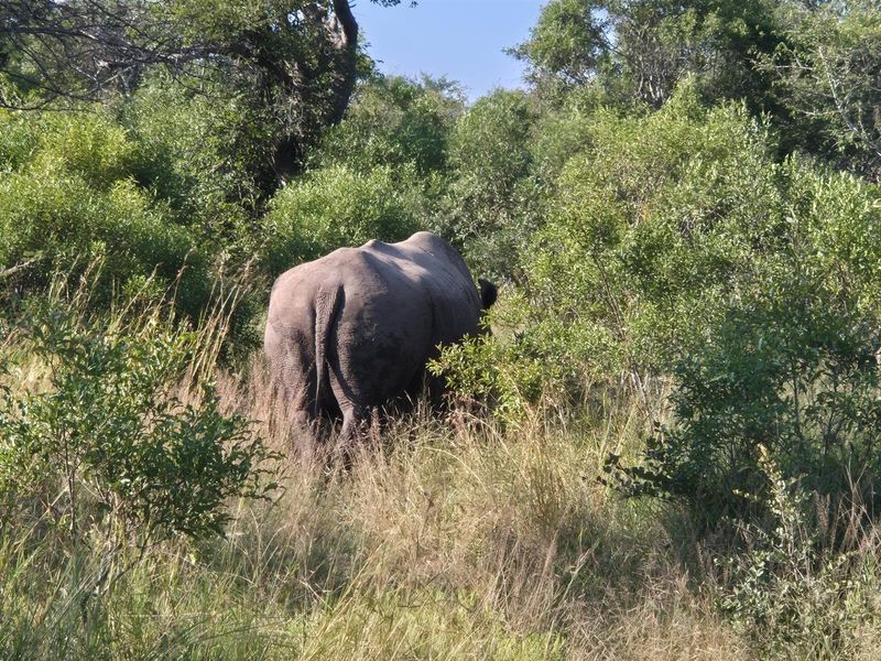 A view of the natural bushveld landscape featuring indigenous trees and tall grasses on the vacant residential property.