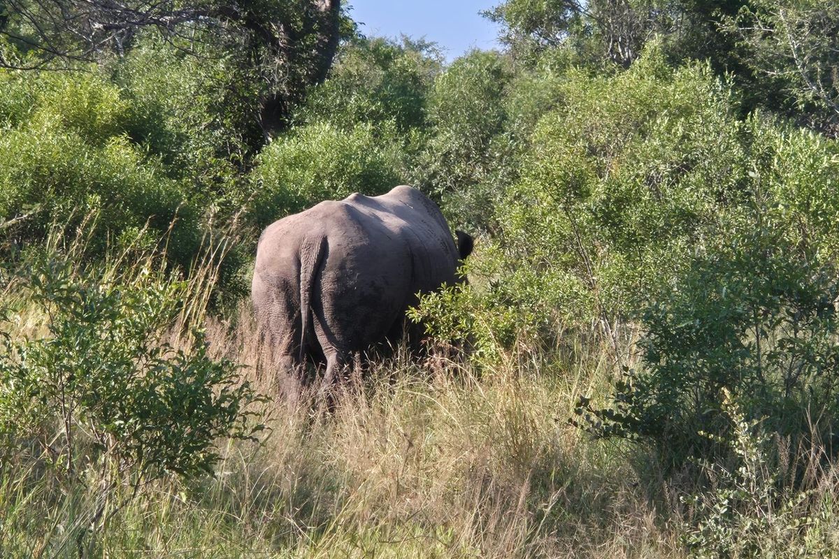 A view of the natural bushveld landscape featuring indigenous trees and tall grasses on the vacant residential property.