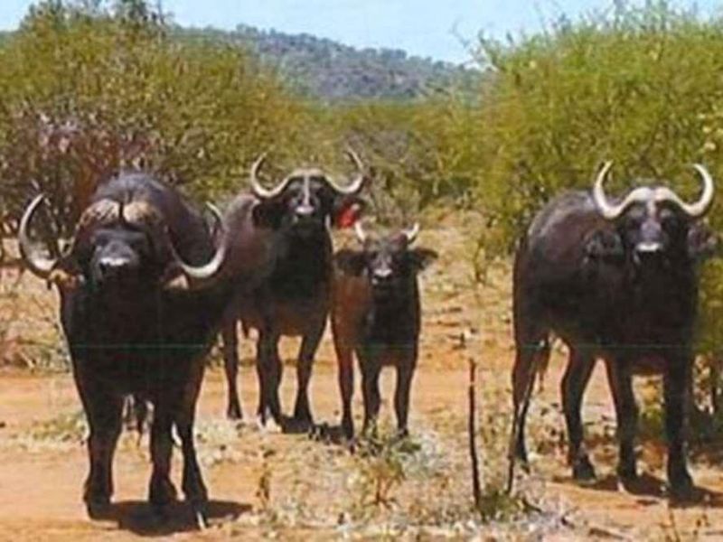 Vacant Land For Sale in Marble Hall - Photo 7