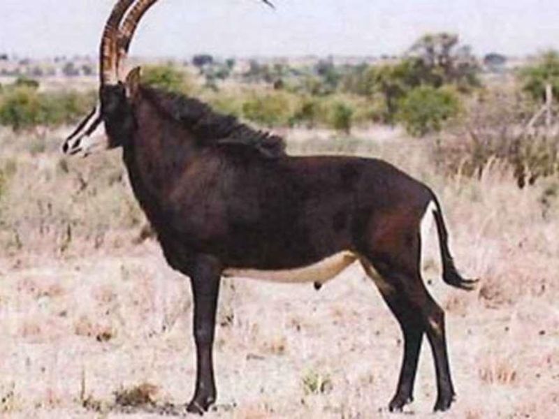 Vacant Land For Sale in Marble Hall - Photo 4