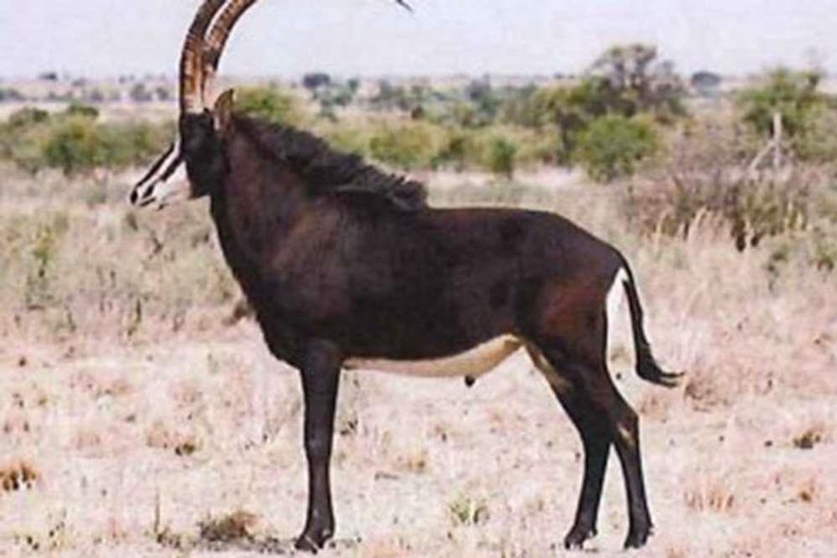 Vacant Land For Sale in Marble Hall - Photo 4