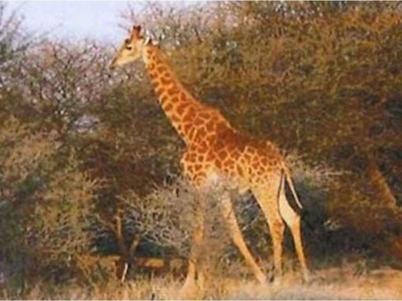 A view of the natural landscape and wildlife on the small holding property.