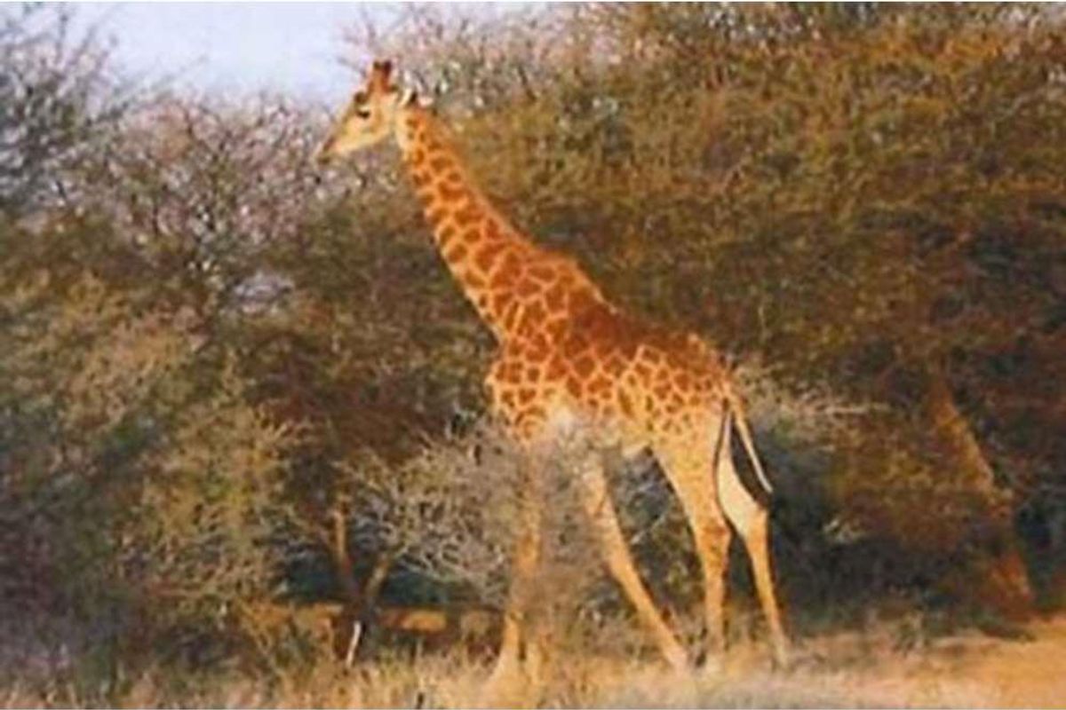 A view of the natural landscape and wildlife on the small holding property.