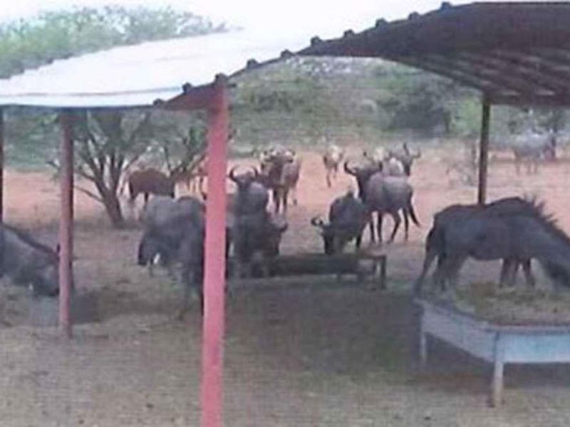 A basic outdoor animal feeding shelter with a simple metal roof structure, providing shade and feeding stations for livestock on the small holding.
