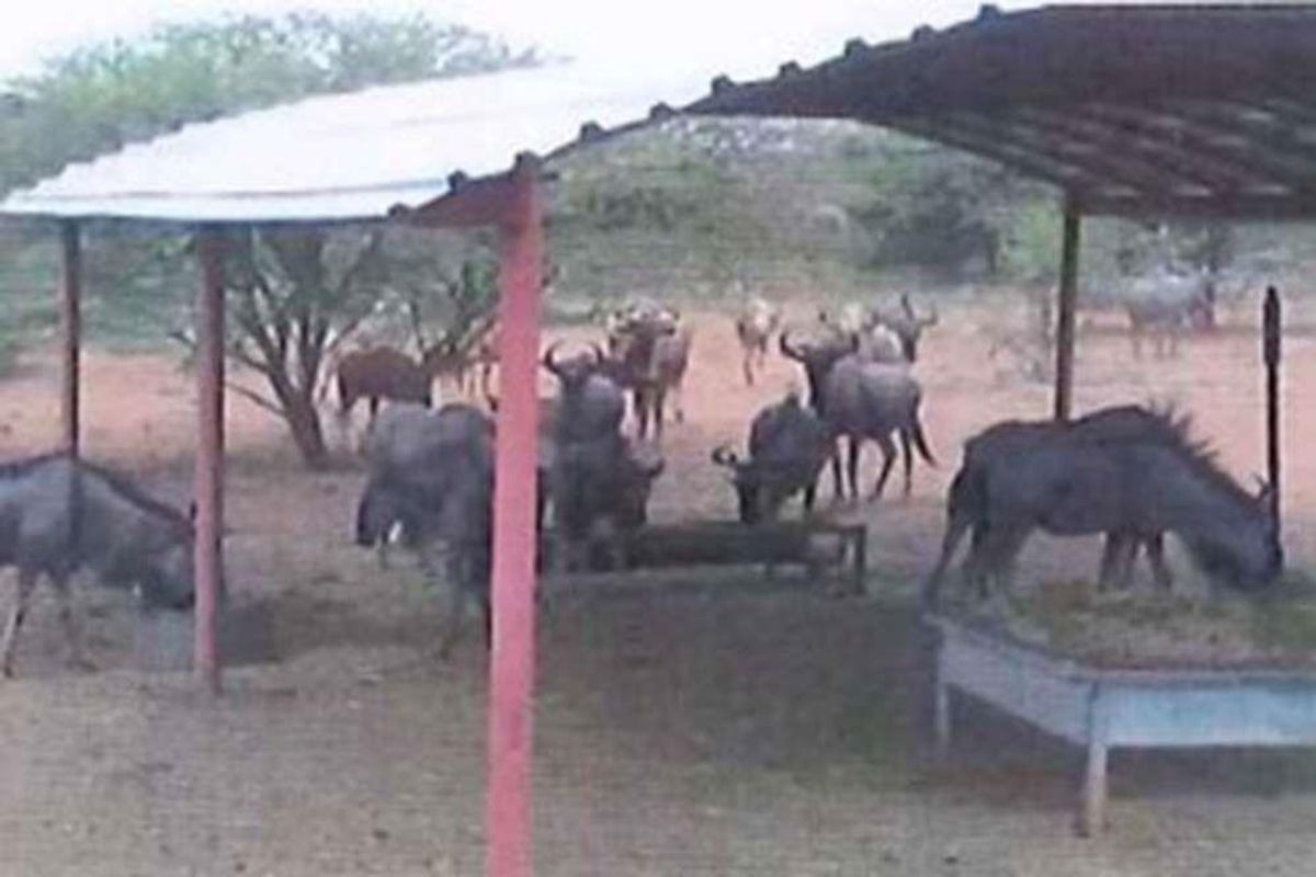 A basic outdoor animal feeding shelter with a simple metal roof structure, providing shade and feeding stations for livestock on the small holding.