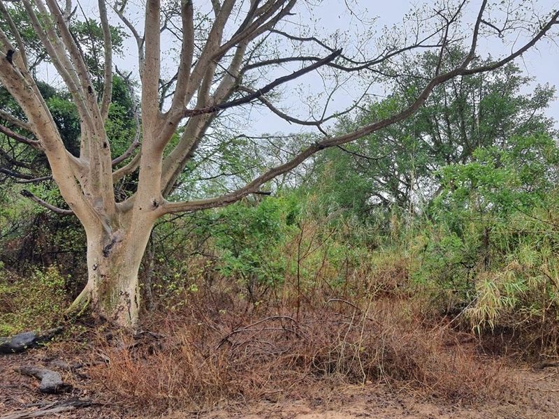 Vacant Land For Sale in Elephant Rock Eco Estate, Hoedspruit - Photo 2